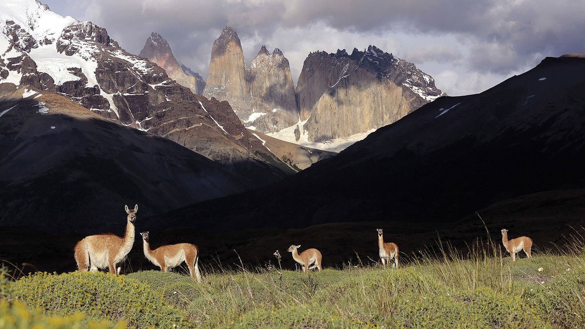 Guanacos, los curiosos camélidos salvajes de la Patagonia