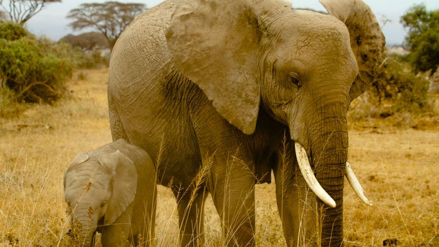 Las elefantas viven con sus crías y los machos en grupos de solteros. (N. Ferreiro)