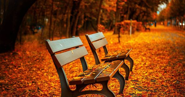 Foto: Las hojas de los árboles caen sobre un banco en otoño (Pixabay)