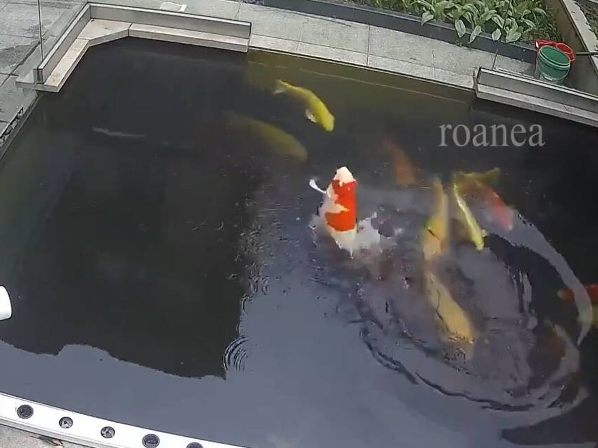 Foto: Parece cualquier cosa menos un pez: grabaron a una carpa koi nadar y las redes alucinan (X/@crazyclipsonly)