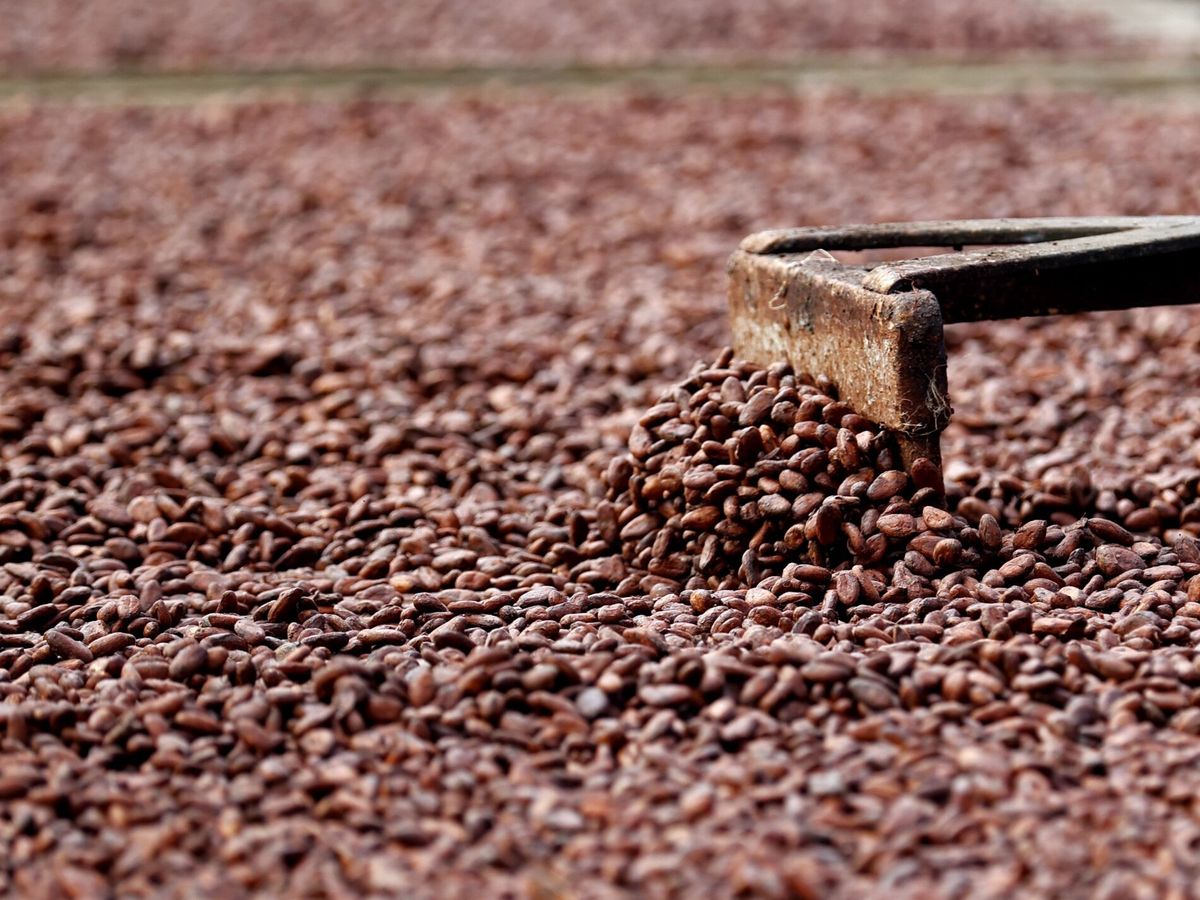 Foto: Granos de cacao en una planta de procesamiento. (EFE/Mauricio Dueñas)
