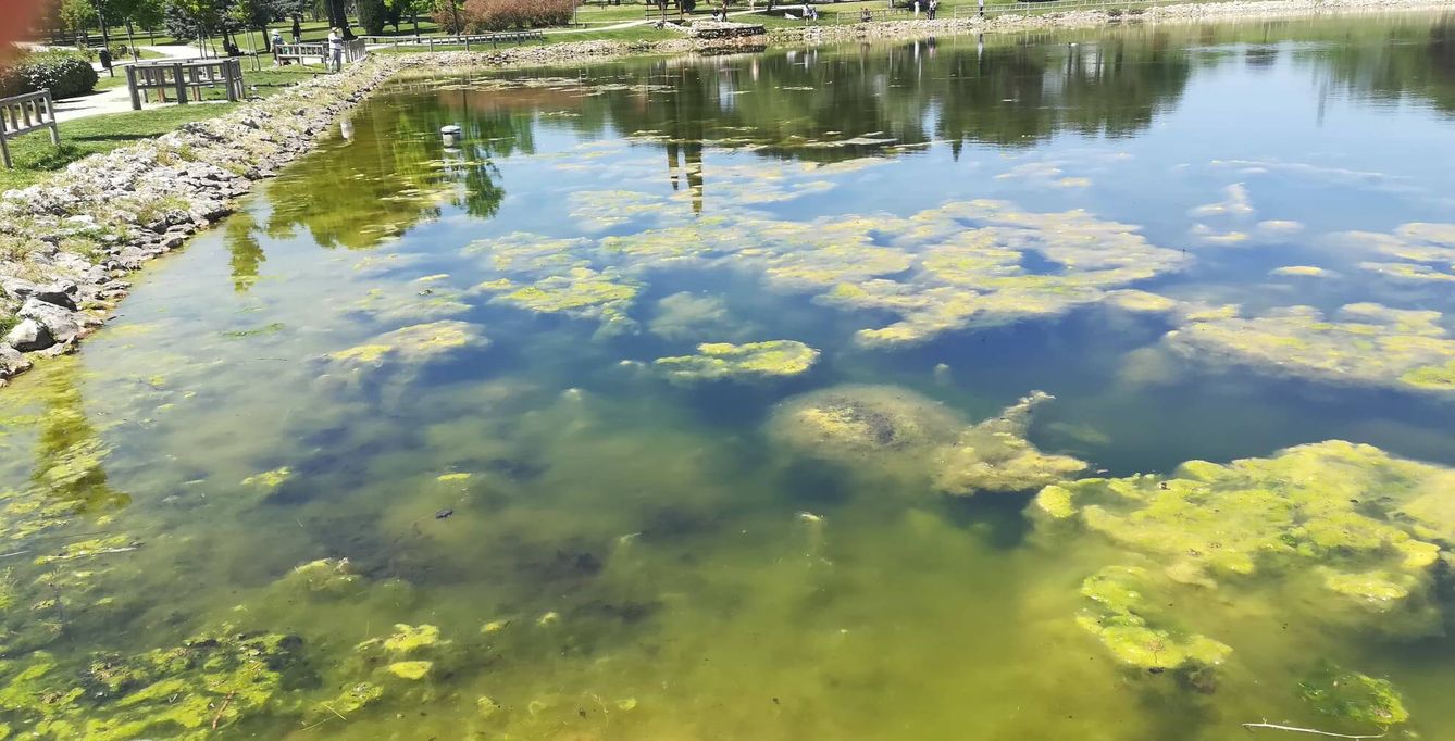 Las algas del lago crecen cuando suben las temperaturas. (Cedida)