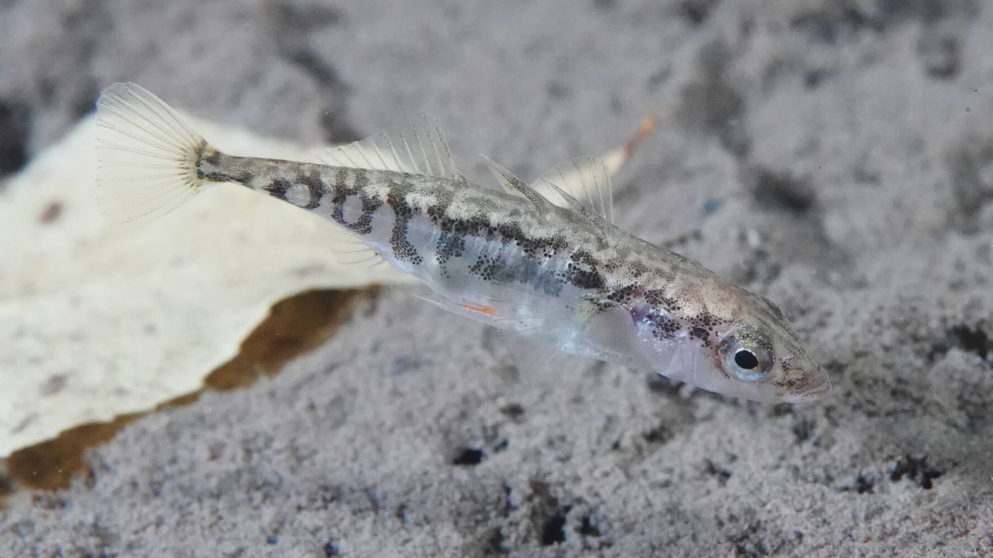 Un ejemplar de 'Gasterosteus aculeatus' (Lorenz Seebauer/CC BY-SA 4.0)