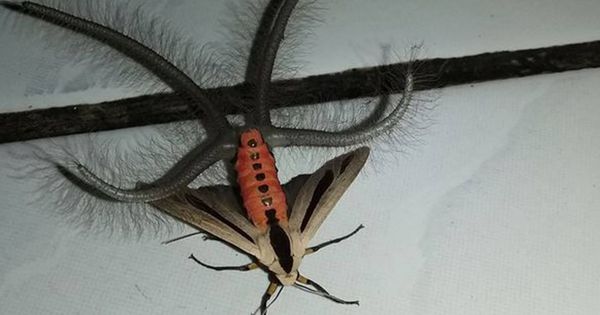 Foto:  Insecto encontrado en Indonesia