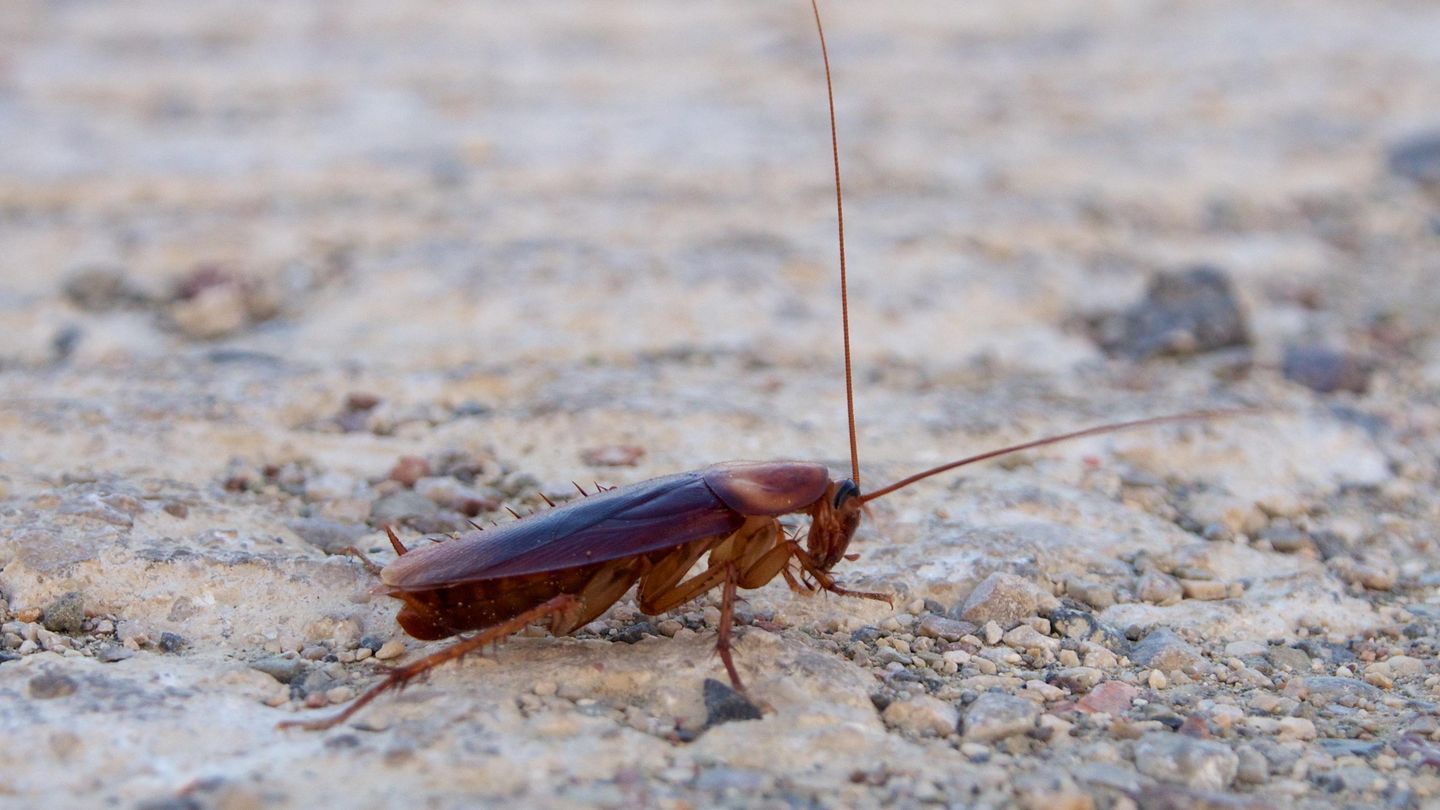 La cucaracha americana también ha llegado a España (Foto: Wikipedia)