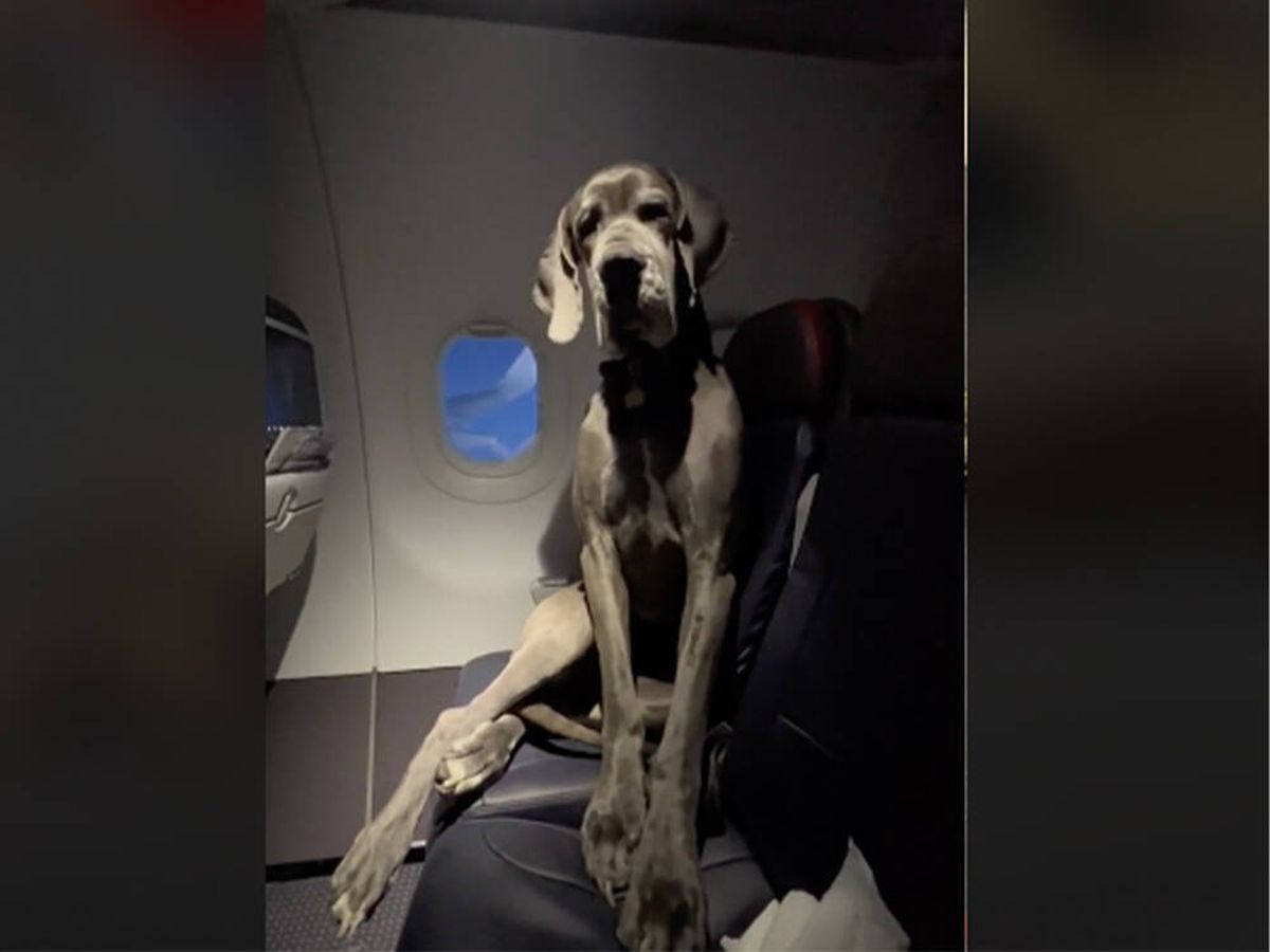 Foto: Compra dos asientos en un avión para su perro y así viaja su Gran Danés durante el vuelo (TikTok: @gibbon1215)