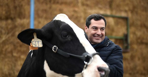 Foto: El candidato del PP a la presidencia de la Junta de Andalucía, Juanma Moreno, acaricia una vaca durante la visita a una granja. (EFE)