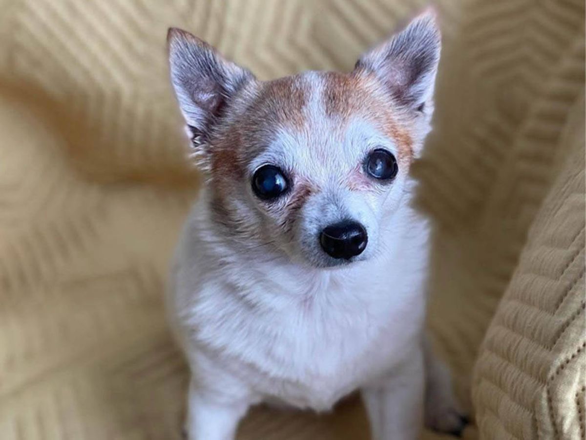 Foto: La historia de Lil Hobbs: el chihuahua adoptado que es una estrella en Instragram (Instagram @lil.hobbs)