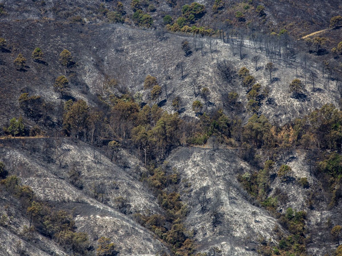 Foto: Efectos del incendio de Pujerra. (EFE)