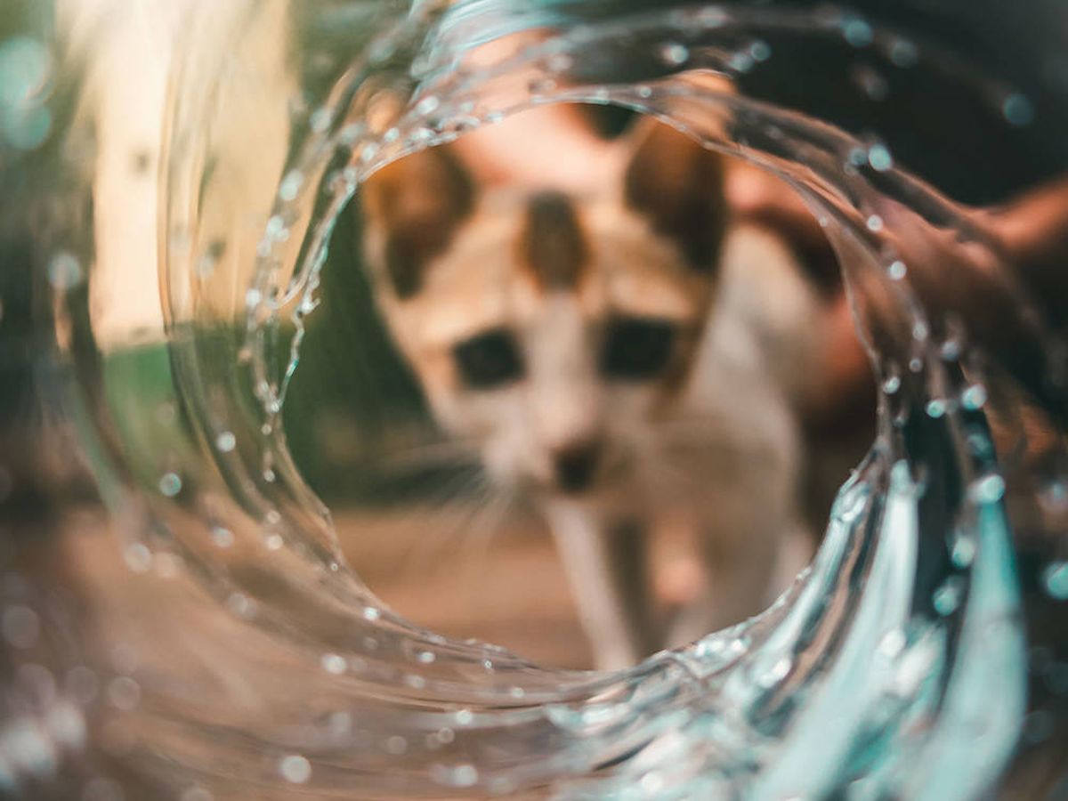 Fuente de Agua Cascada —  bebedero para perros y gatos