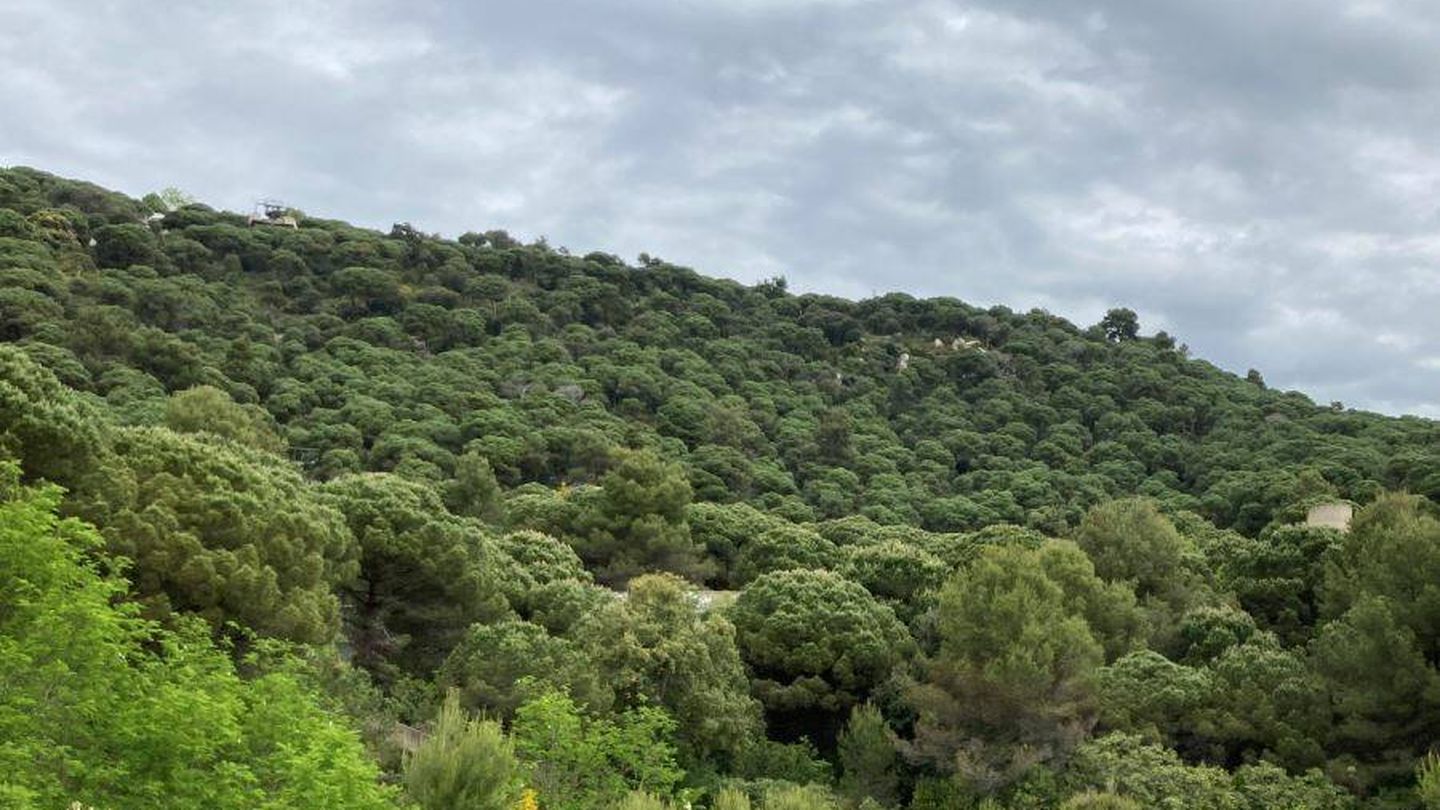 Los bosques españoles carecen de una adecuada gestión. (José Luis Gallego)