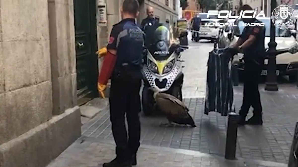 Así rescatan a un buitre desorientado y agotado en pleno centro de Madrid