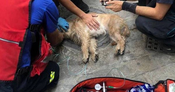 Foto: Los bomberos, en el momento en el que reanimaban al perro (Foto: Facebook Emergencias Sevilla)