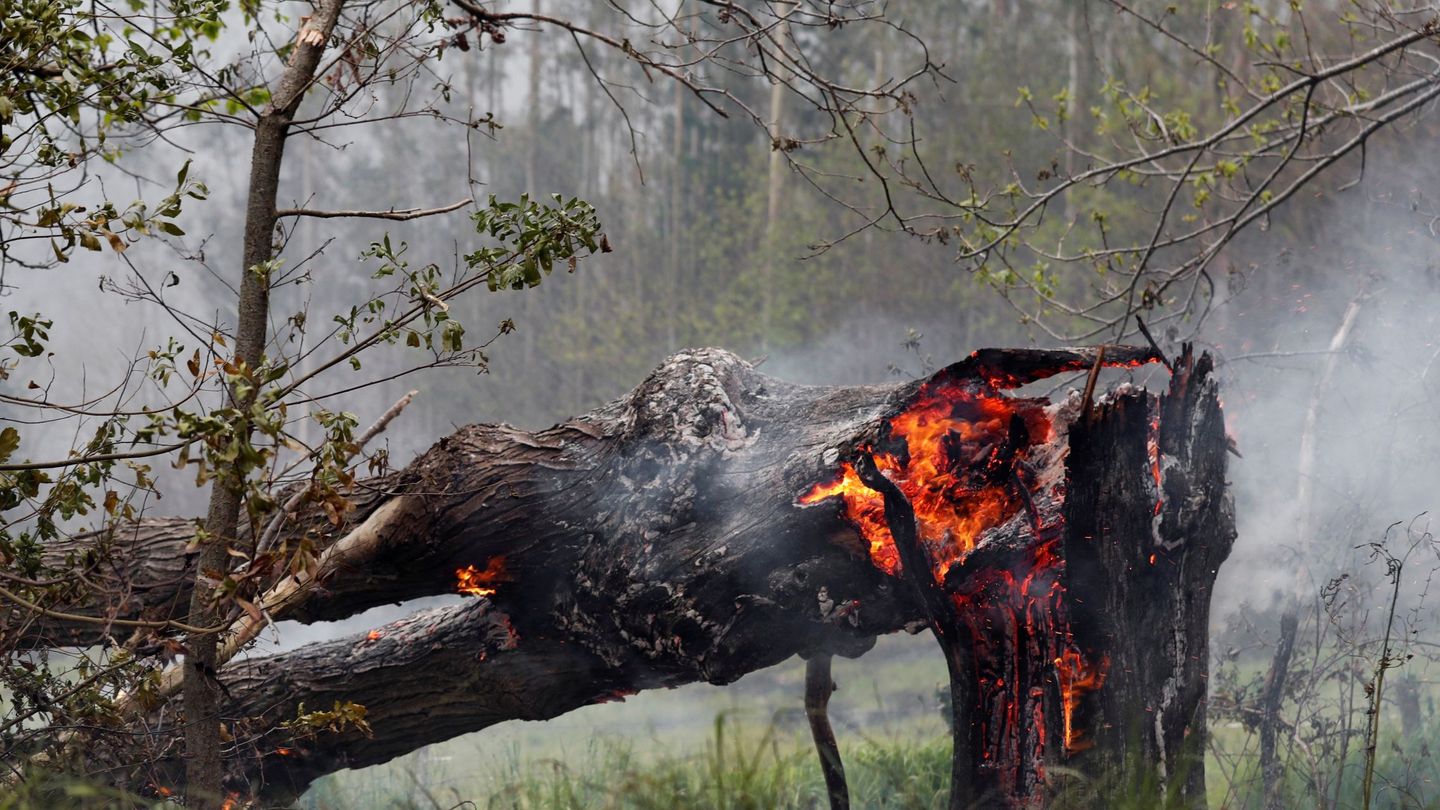 Un árbol arde en un incendio de la Sierra de Sollera (Asturias) en mayo de 2019.(EFE)