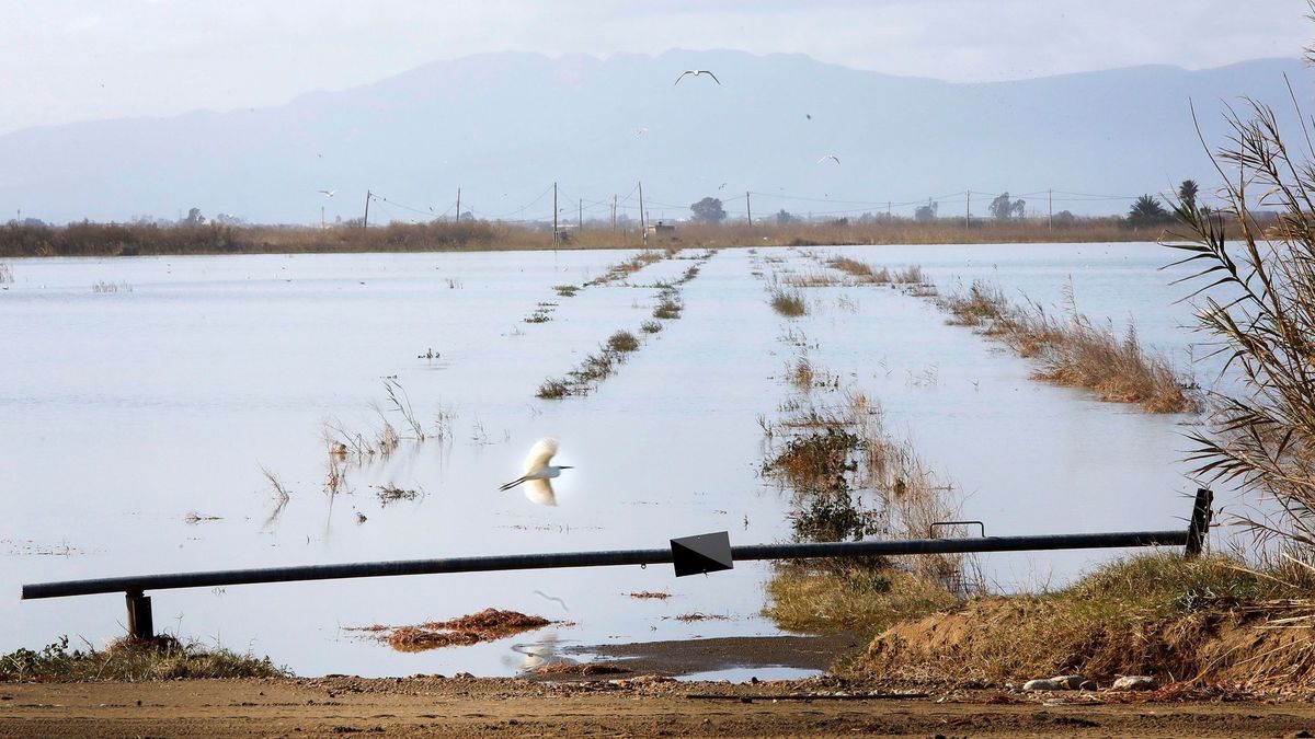 Por qué Gloria golpea pero no arrasa la cosecha de arroz del delta del Ebro
