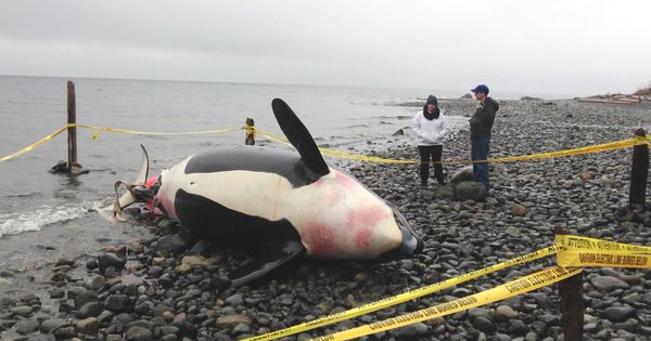Foto: Una orca embarazada y muerta en Courtenay, Columbia Británica (Reuters)