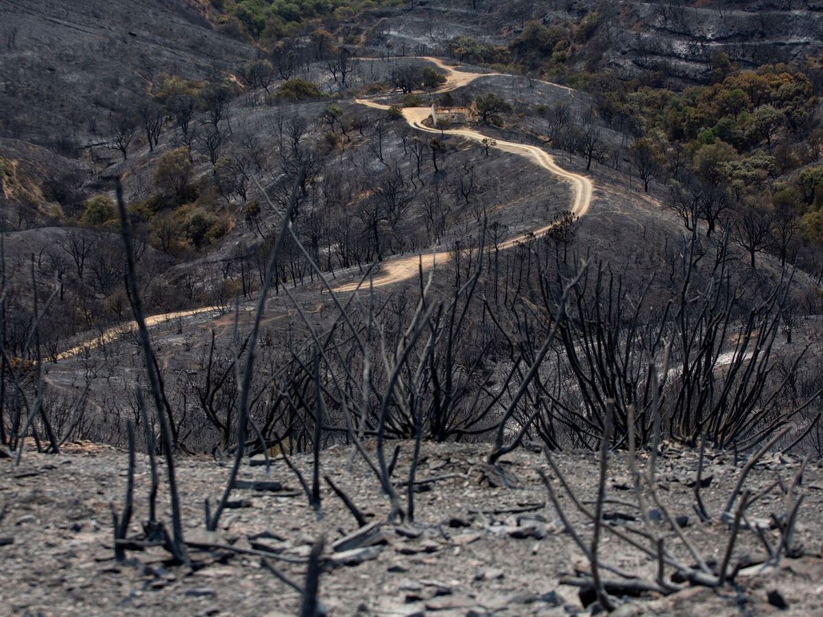 Foto: Vista de una zona arrasada en el incendio de Sierra Bermeja. (Reuters)