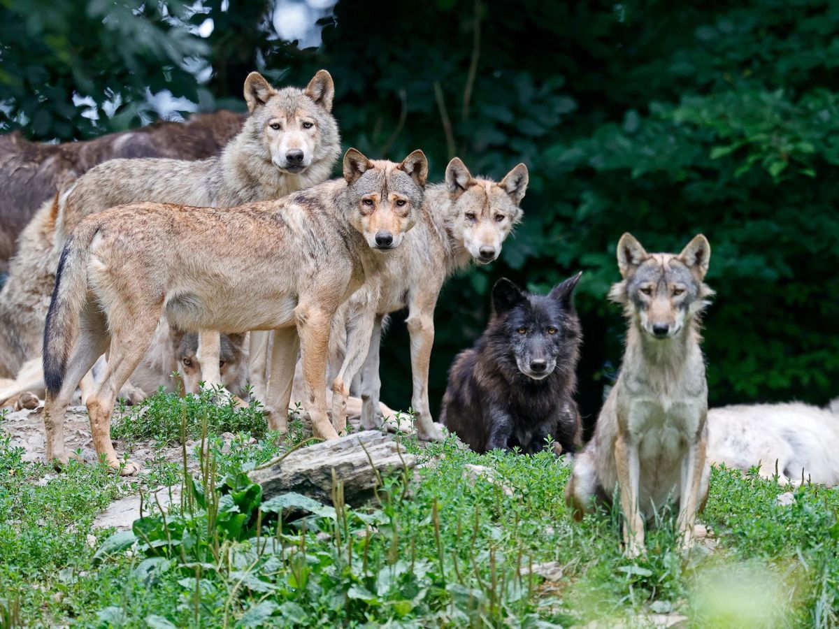 Foto: Lobos en un parque natural en Alemania (EFE/Ronald Wittek)