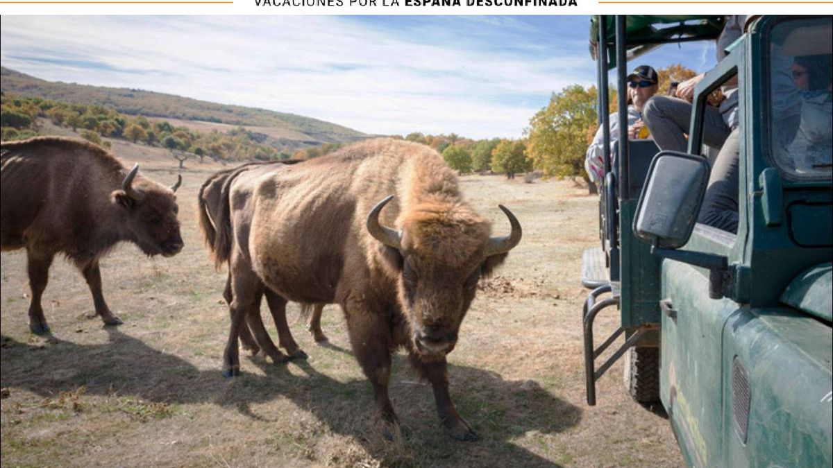 Bisontes en pleno Burgos: descubre un safari al paleolítico