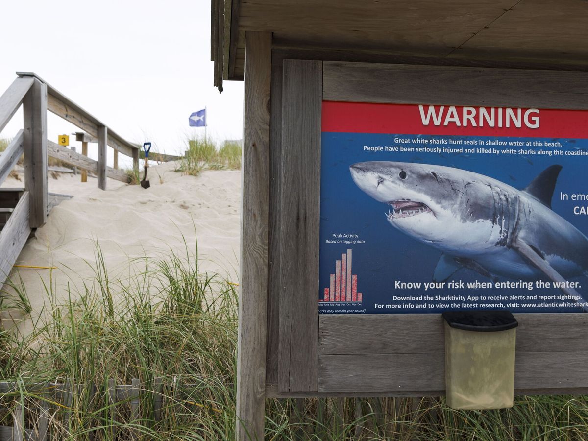 Foto: Alerta de la presencia de tiburones en Orleans, Estados Unidos. (EFE/CJ Gunther)