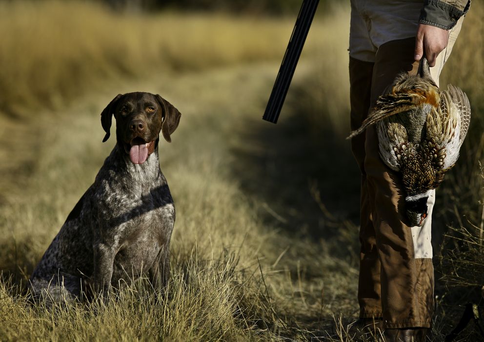 Foto: El patrocinio de la 'caza del oso' en Ucrania ha perjudicado a la marca Royal Canin.