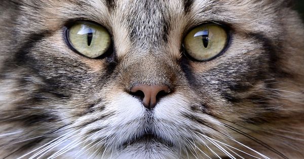 Foto: Vivir con gatos tiene efectos saludables para las personas