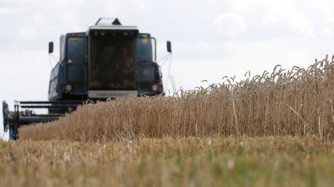Trigo, carne, azúcar... Ucrania suspende la exportación de materias primas clave