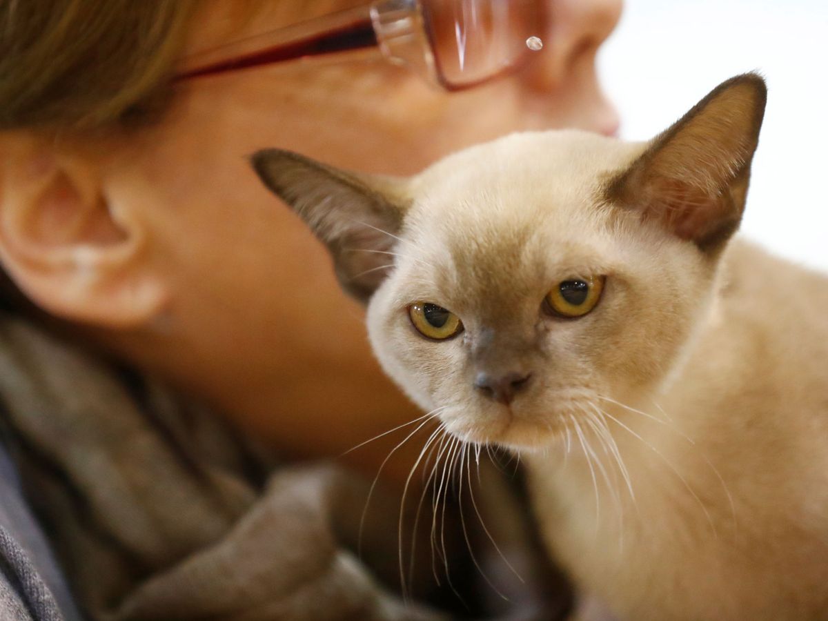 Foto: Óscar es un gato Burmés similar al de la imagen (Reuters/Ints Kalnins)
