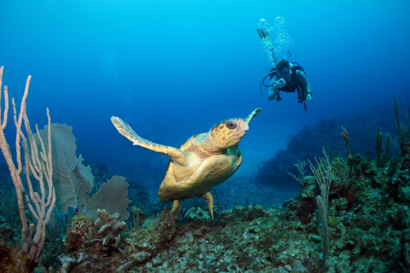 Tortugas marinas (Foto: Cortesía Palladium Group)
