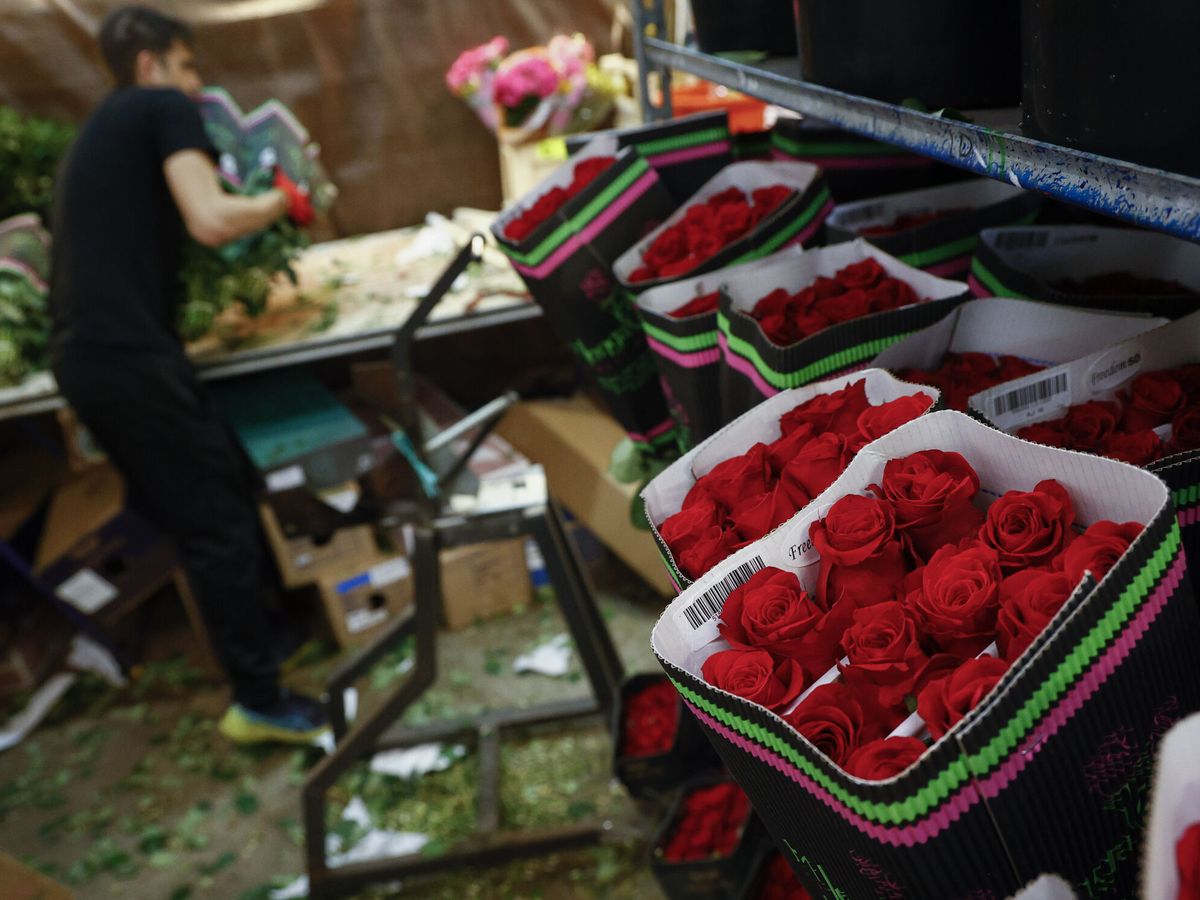 Foto: Barcelona se prepara para regalar rosas por Sant Jordi. (EFE/Quique García)