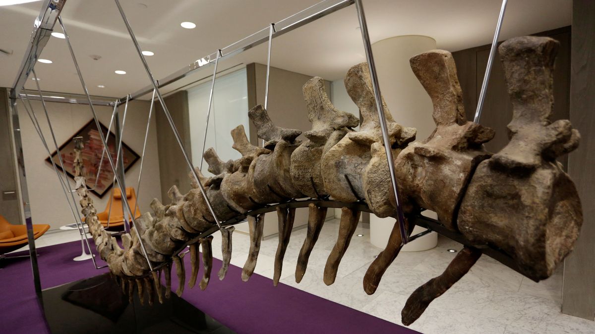 Hallazgo histórico: encuentran 15 vértebras de un dinosaurio gigante en  Teruel