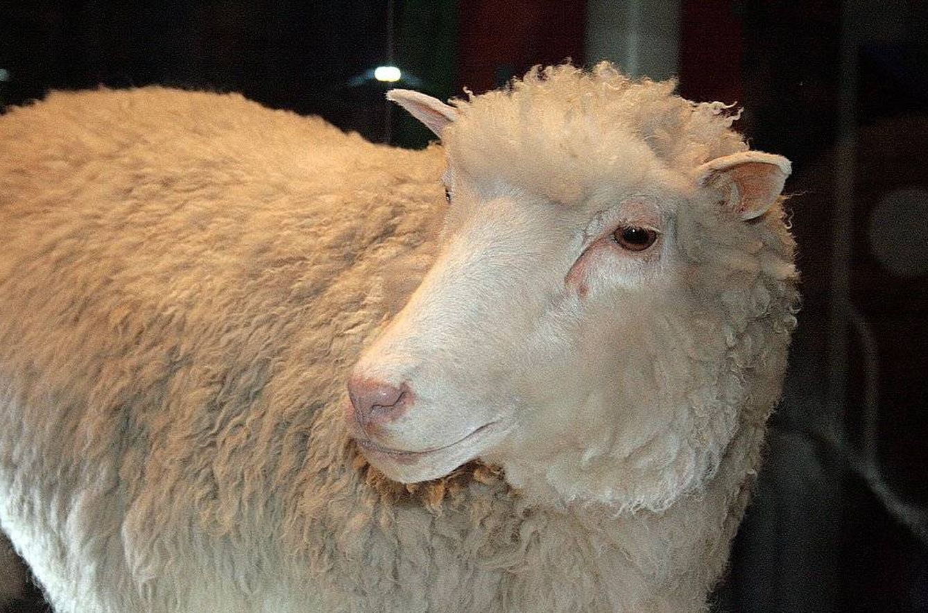 La oveja 'Dolly'. (Wikimedia Commons)