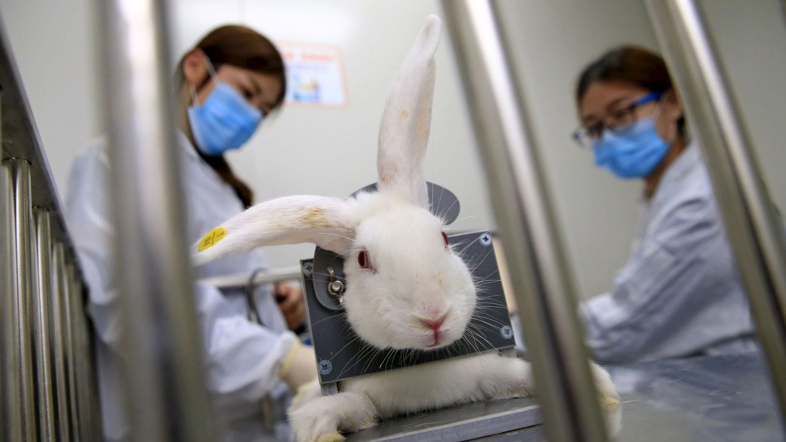 Foto: Investigadoras chinas toman la temperatura a un conejo. (Reuters)