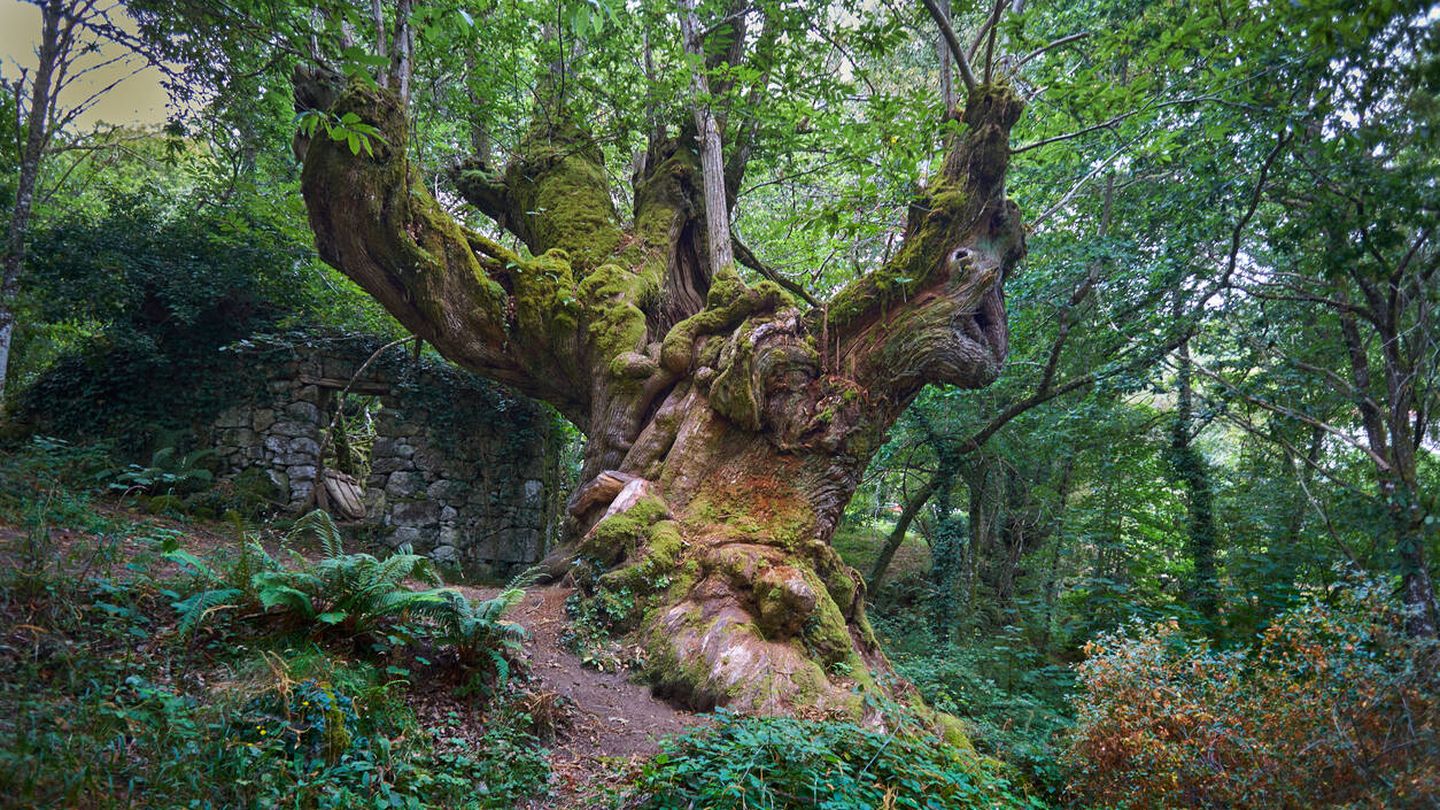 Un castaño milenario del bosque gallego. Fuente: iStock.