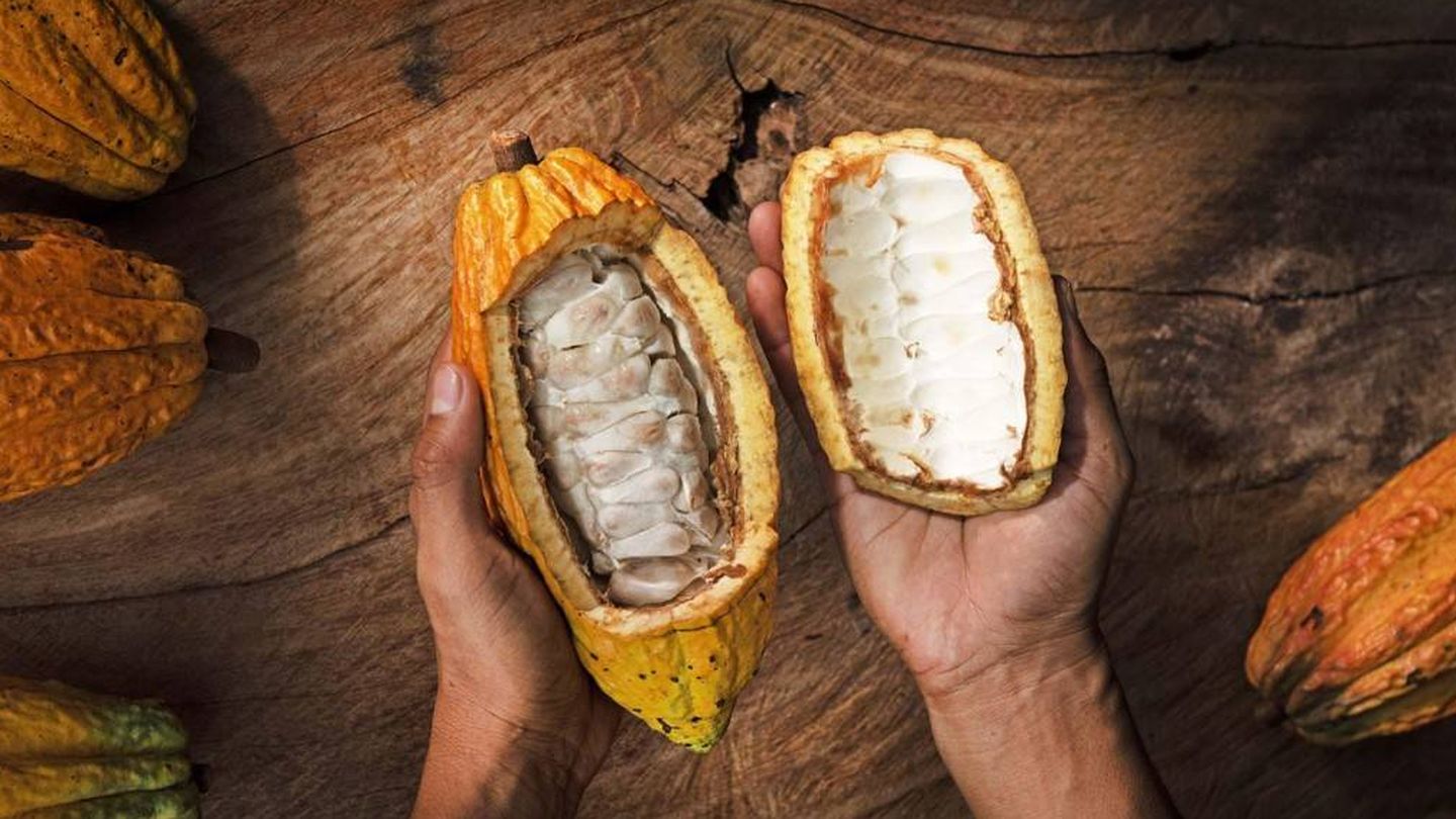 Las habas de cacao se encuentran en el interior de las mazorcas. 