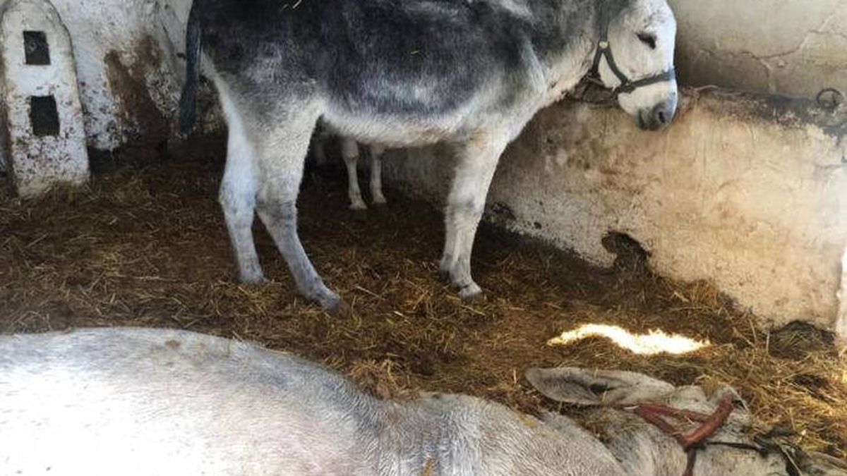 La muerte de Caramelo en Mijas reabre la polémica sobre los burro-taxis