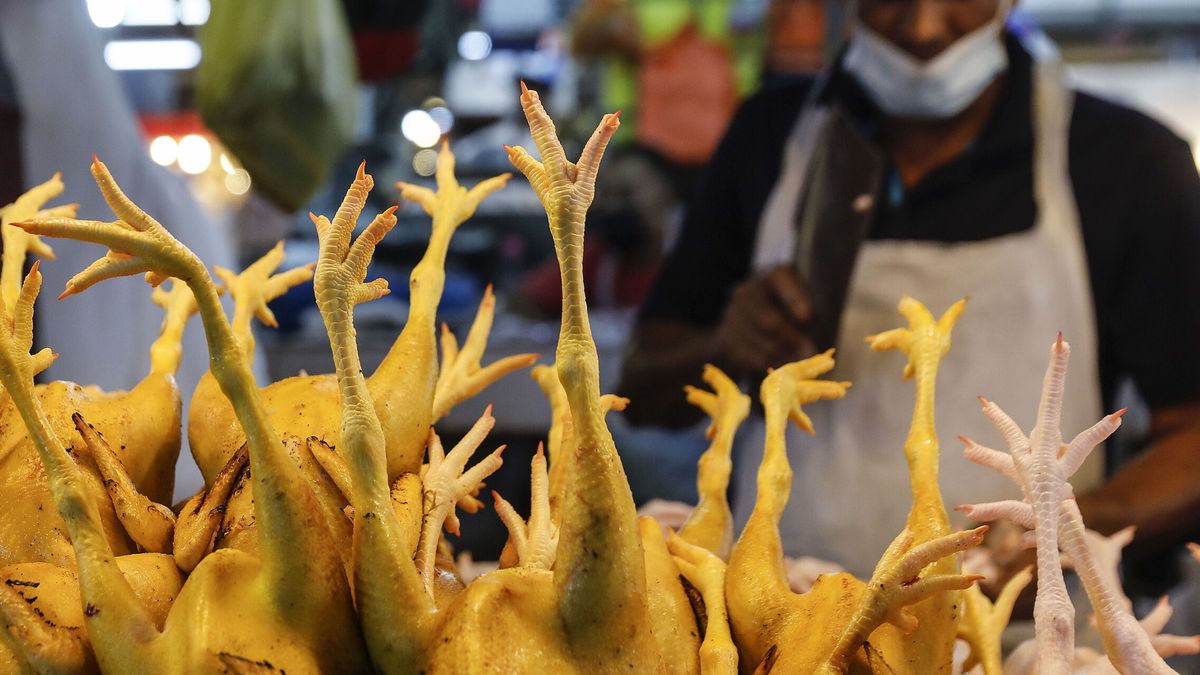 Por qué Egipto está pidiendo a sus ciudadanos que se coman las patas de los pollos