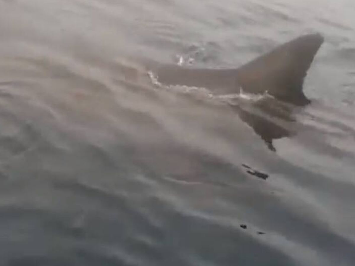 Foto: El tiburón blanco aproximándose a la embarcación del pescador.