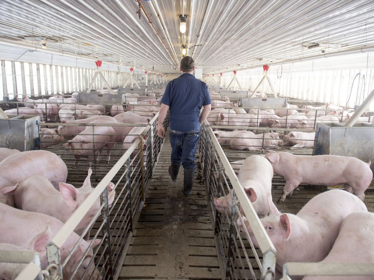 Foto: Una granja de cerdos. (EFE)