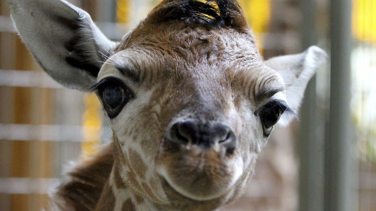 El nacimiento de April, la jirafa que ha reventado todos los récords en Youtube