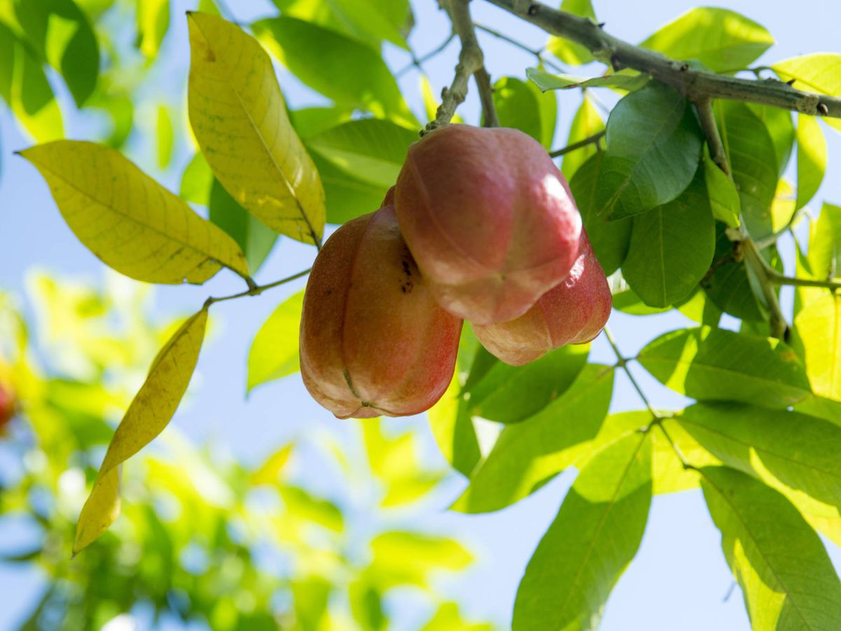 La extraña fruta jamaicana que podría matarte si no la cocinas bien