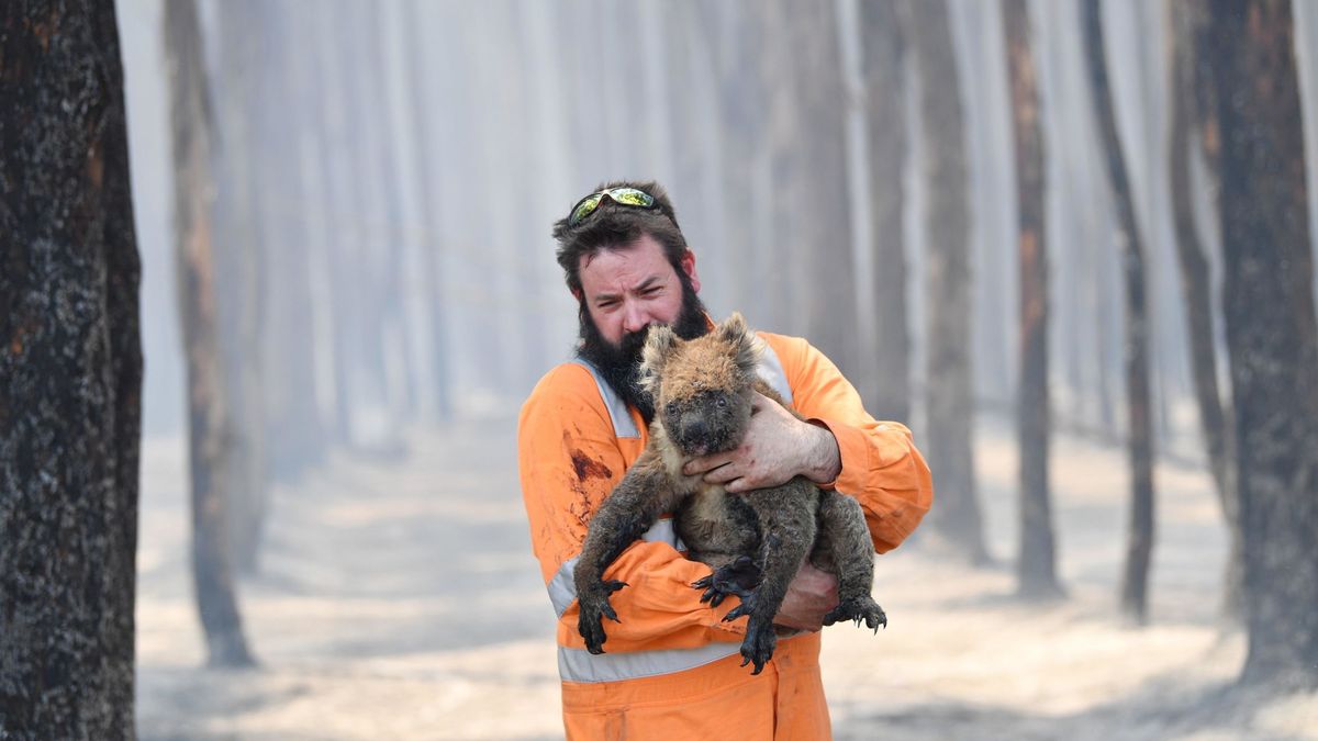 Incendios en Australia: 327 especies, en peligro de extinción 