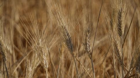 Noticia de Las últimas lluvias permitirán a España liderar las exportaciones de trigo duro en Europa este año