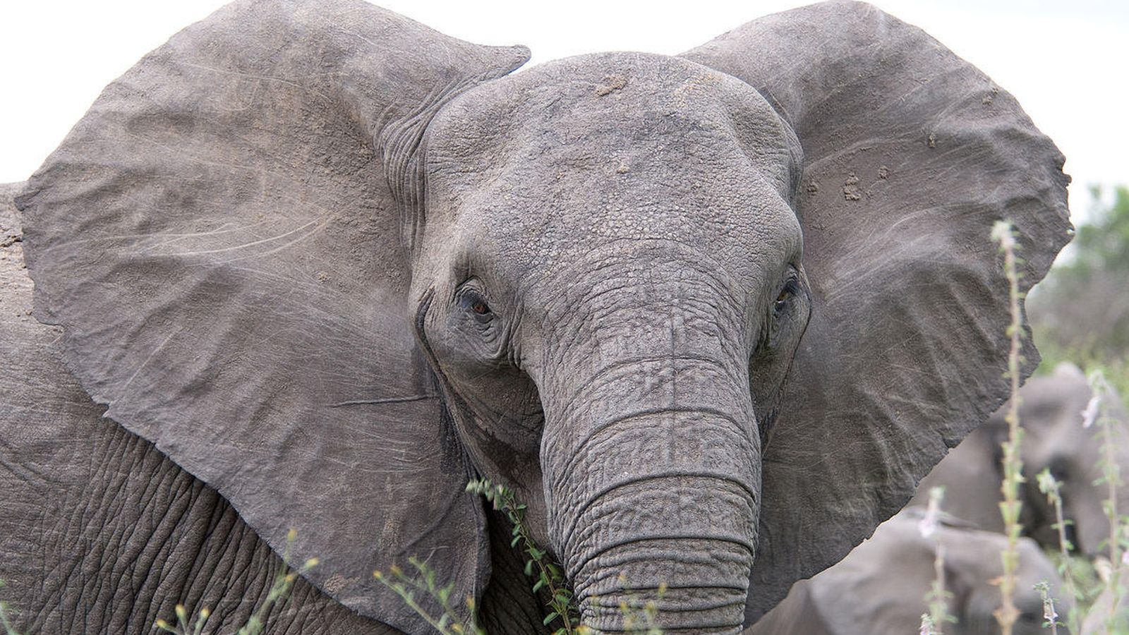 Foto: Imagen de archivo de un elefante (CC/Mister-E)