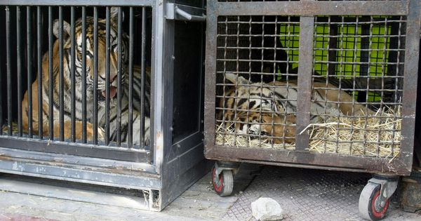 Foto: Tigres y leones no volverán a verse en los circos de Asturias y Extremadura (EFE/Morell)