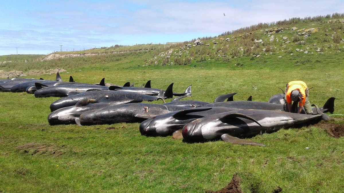 La historia se repite en Nueva Zelanda: otras 50 ballenas mueren varadas en la playa