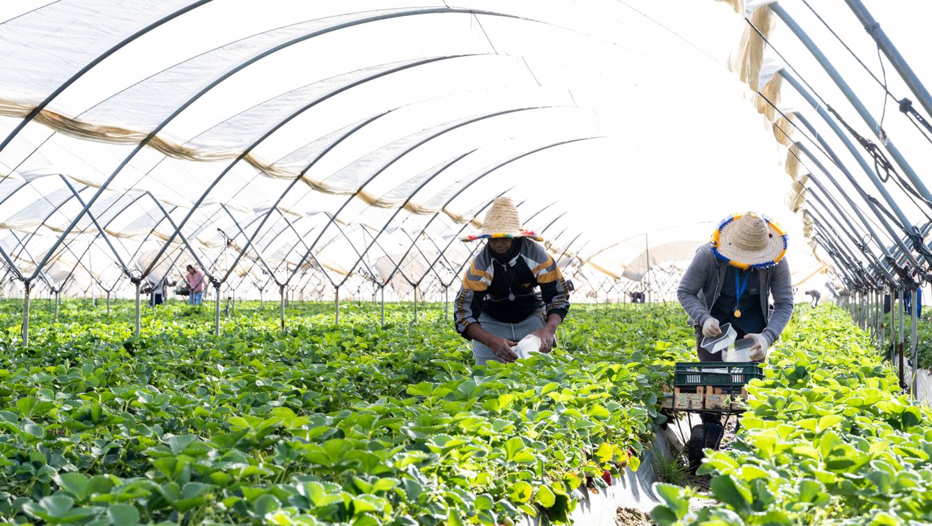 Trabajadores en una plantación de fresas en el término municipal de Lucena del Puerto, muy próximo al Parque Nacional de Doñana. (A. G.)