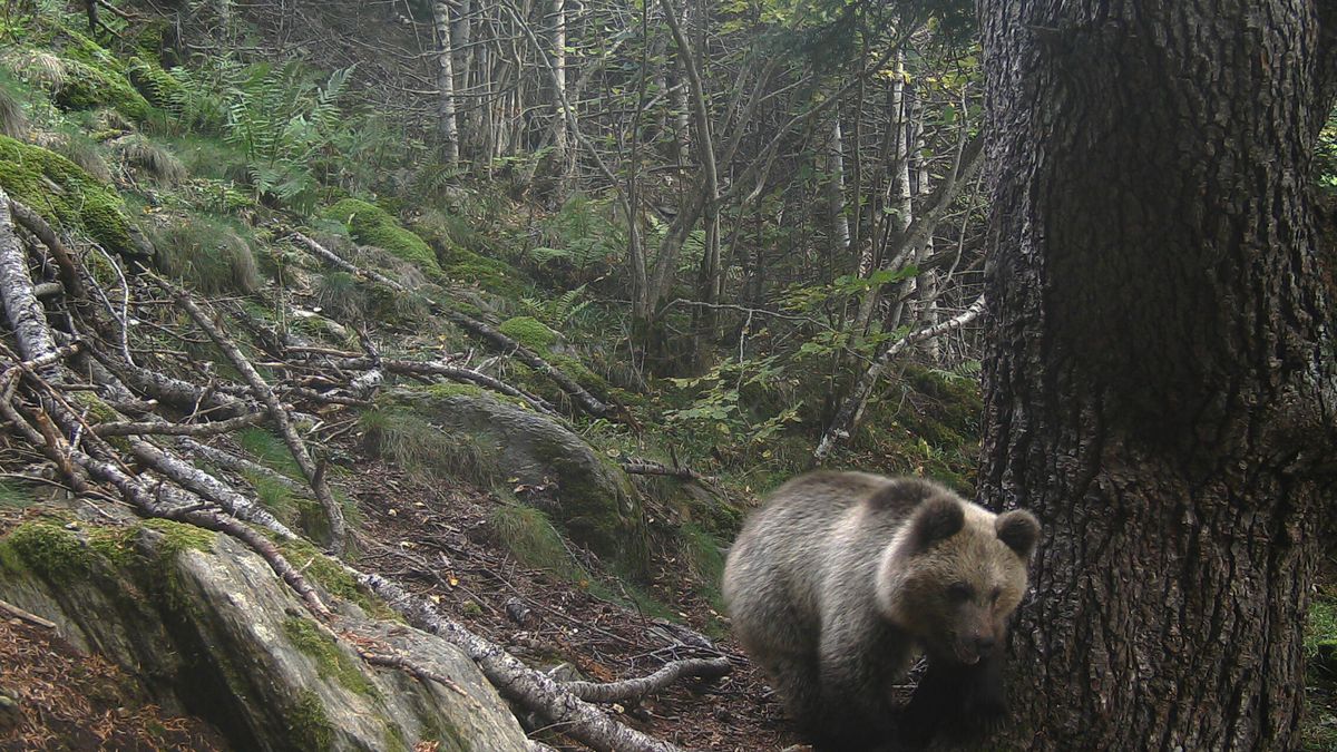 La población de oso pardo se afianza en los Pirineos: así ha sido su evolución desde 1996