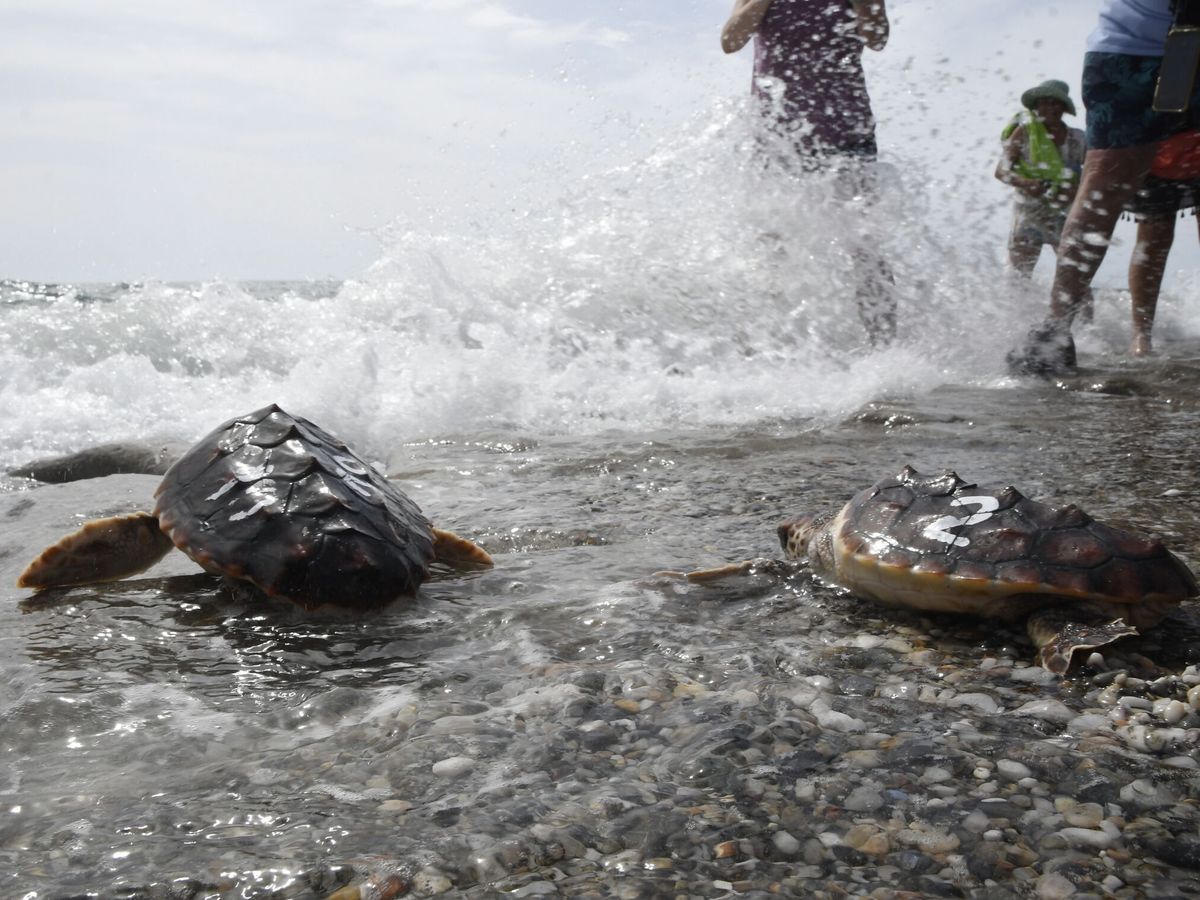 Foto: Las tortugas bobas están distribuidas por el Océano Atlántico, Océano Pacífico, Océano Índico y Mar Mediterráneo (EFE/Carlos Barba)