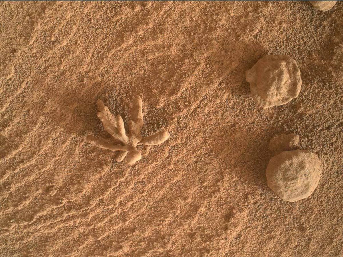 Foto: El Curiosity encuentra una frágil y diminuta 'flor' en Marte (Twitter @MarsCuriosity)